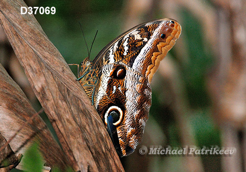 Caligo idomeneus